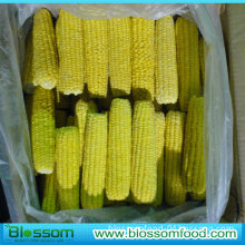 Frozen Sweet Corn